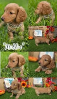 Millie , a female Miniature Dachshund for sale in Sebring, FL – 1 of 9