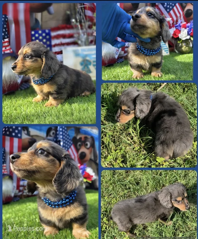 Dubi – Miniature Dachshund puppy for sale in Sebring, FL