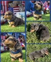 Dubi, a male Miniature Dachshund for sale in Sebring, FL – 1 of 10