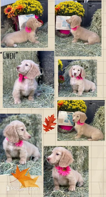 GWEN – Dachshund puppy for sale in Sebring, FL