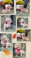 GWEN, a female Dachshund for sale in Sebring, FL – 1 of 4