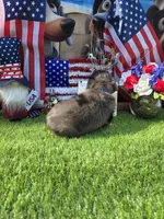Dubi, a male Miniature Dachshund for sale in Sebring, FL – 6 of 10