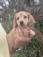 Rocky , a male Miniature Dachshund for sale in Sebring, FL – Photo 7 of 7