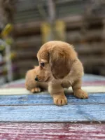 Rocky , a male Miniature Dachshund for sale in Sebring, FL – Photo 3 of 7