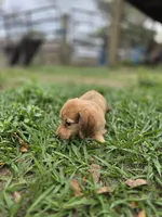 Rocky , a male Miniature Dachshund for sale in Sebring, FL – Photo 6 of 7