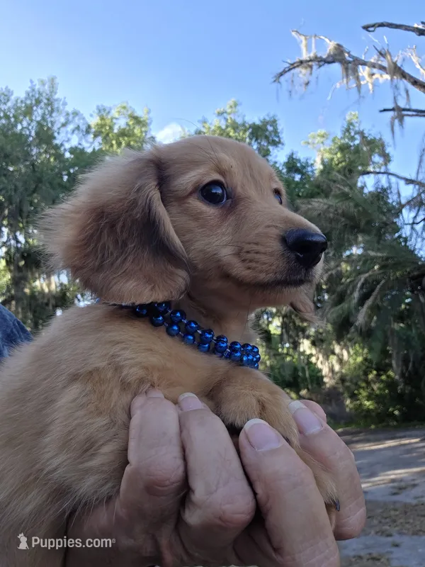 Rocky  – Miniature Dachshund puppy for sale in Sebring, FL