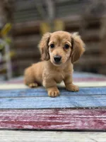 Rocky , a male Miniature Dachshund for sale in Sebring, FL – Photo 2 of 7