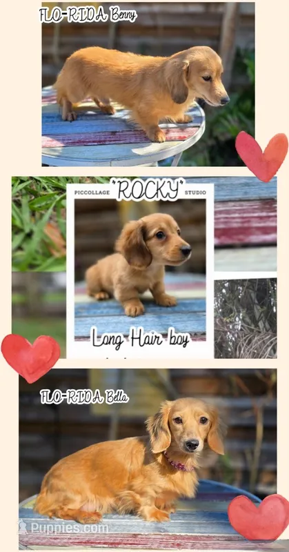 Rocky  – Miniature Dachshund puppy for sale in Sebring, FL