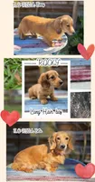 Rocky , a male Miniature Dachshund for sale in Sebring, FL – Photo 1 of 7