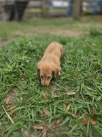 Rocky , a male Miniature Dachshund for sale in Sebring, FL – Photo 4 of 7