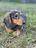 STEEL , a male Miniature Dachshund for sale in Sebring, FL – 3 of 10
