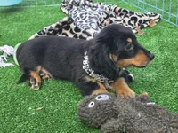 LICORICE , a male Miniature Dachshund for sale in Sebring, FL – Photo 3 of 6