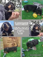 LICORICE , a male Miniature Dachshund for sale in Sebring, FL – Photo 1 of 6