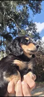 LICORICE , a male Miniature Dachshund for sale in Sebring, FL – Photo 2 of 6