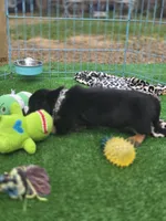 LICORICE , a male Miniature Dachshund for sale in Sebring, FL – Photo 6 of 6