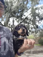 LICORICE , a male Miniature Dachshund for sale in Sebring, FL – Photo 5 of 6