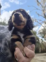 LICORICE , a male Miniature Dachshund for sale in Sebring, FL – Photo 4 of 6