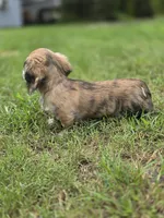 WOODY, a male Miniature Dachshund for sale in Sebring, FL – 6 of 9