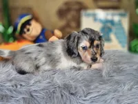 BLING, a male Miniature Dachshund for sale in Sebring, FL – 8 of 10