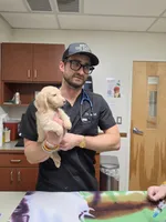 GWEN, a female Dachshund for sale in Sebring, FL – 4 of 4
