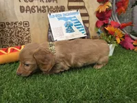 Golden , a male Miniature Dachshund for sale in Sebring, FL – 3 of 8