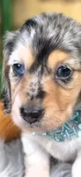 Bling , a male Miniature Dachshund for sale in Sebring, FL – 3 of 3