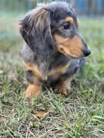 STEEL , a male Miniature Dachshund for sale in Sebring, FL – 4 of 10