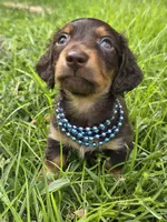 Brownie, a male Miniature Dachshund for sale in Sebring, FL – 6 of 7