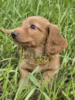 Golden , a male Miniature Dachshund for sale in Sebring, FL – 6 of 8