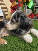 ART, a male Miniature Dachshund for sale in Sebring, FL – 3 of 8