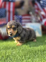 Dubi, a male Miniature Dachshund for sale in Sebring, FL – 8 of 10