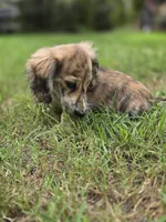 WOODY, a male Miniature Dachshund for sale in Sebring, FL – 9 of 9