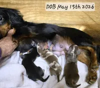 CAMEO, a female Miniature Dachshund for sale in Sebring, FL – 6 of 6