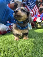 Dubi, a male Miniature Dachshund for sale in Sebring, FL – 4 of 10
