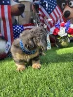 Dubi, a male Miniature Dachshund for sale in Sebring, FL – 9 of 10