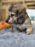 TIGGER, a male Miniature Dachshund for sale in Sebring, FL – 7 of 10