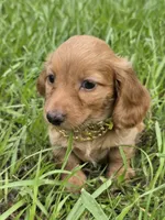 Golden , a male Miniature Dachshund for sale in Sebring, FL – 4 of 8