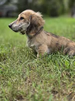 WOODY, a male Miniature Dachshund for sale in Sebring, FL – 3 of 9
