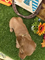 Golden , a male Miniature Dachshund for sale in Sebring, FL – 7 of 8