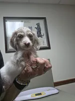 LUCA, a male Dachshund for sale in Sebring, FL – 2 of 3