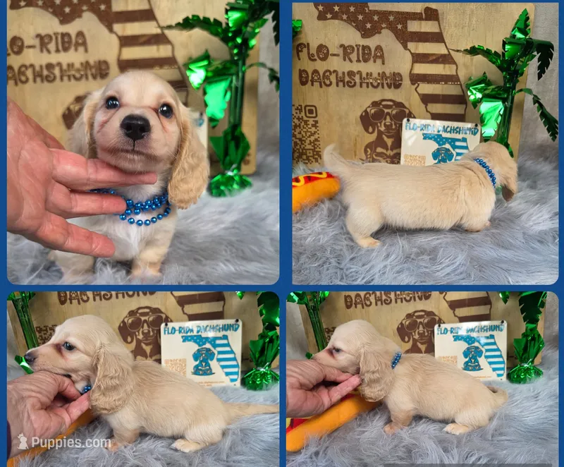 CHEESECAKE  – Miniature Dachshund puppy for sale in Sebring, FL