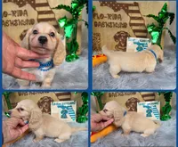 CHEESECAKE , a male Miniature Dachshund for sale in Sebring, FL – 1 of 7