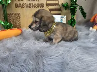 TIGGER, a male Miniature Dachshund for sale in Sebring, FL – 6 of 10