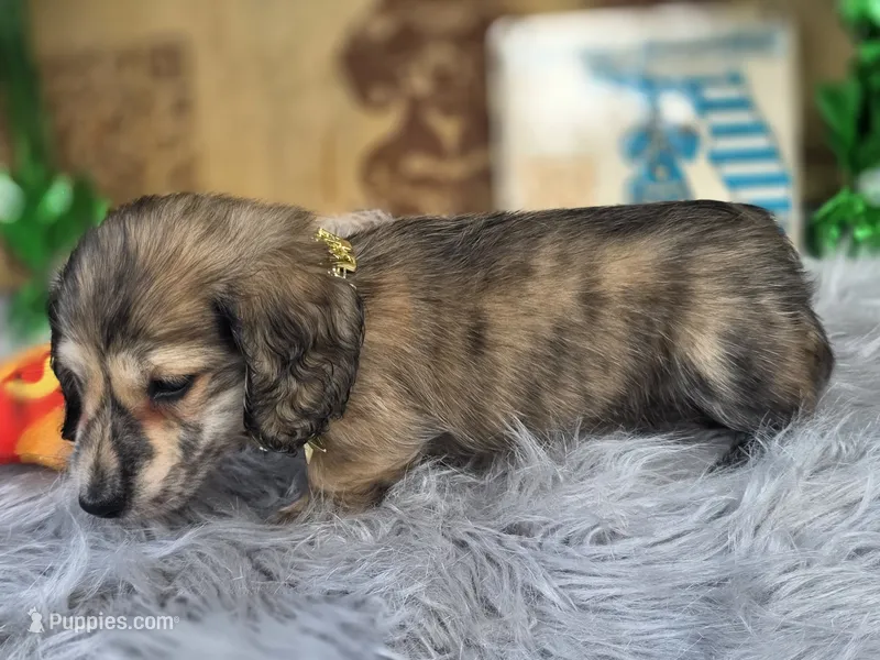 TIGGER – Miniature Dachshund puppy for sale in Sebring, FL