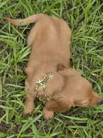 Golden , a male Miniature Dachshund for sale in Sebring, FL – 8 of 8