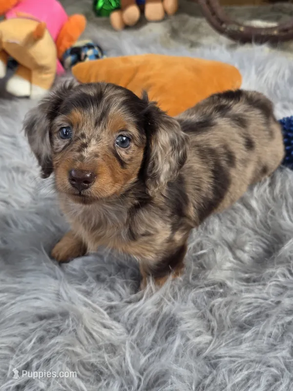 DECO – Miniature Dachshund puppy for sale in Sebring, FL