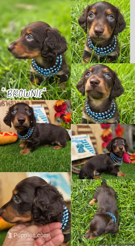 Brownie – Miniature Dachshund puppy for sale in Sebring, FL
