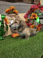 WOODY, a male Miniature Dachshund for sale in Sebring, FL – 8 of 9