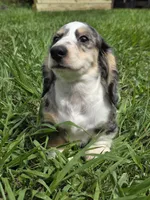 ART, a male Miniature Dachshund for sale in Sebring, FL – 5 of 8