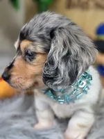 BLING, a male Miniature Dachshund for sale in Sebring, FL – 2 of 10